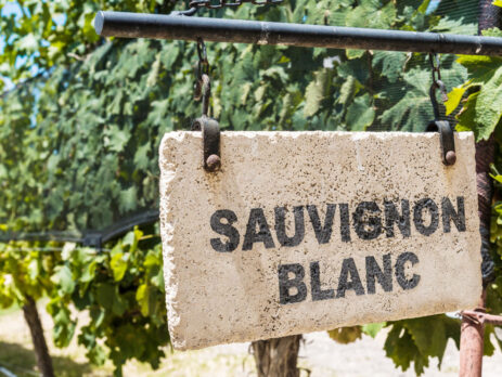 Sauvignon blanc vigne