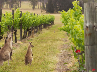 Percorso nel vino Australia