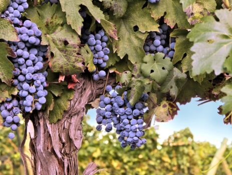 Grappoli d'uva rossa